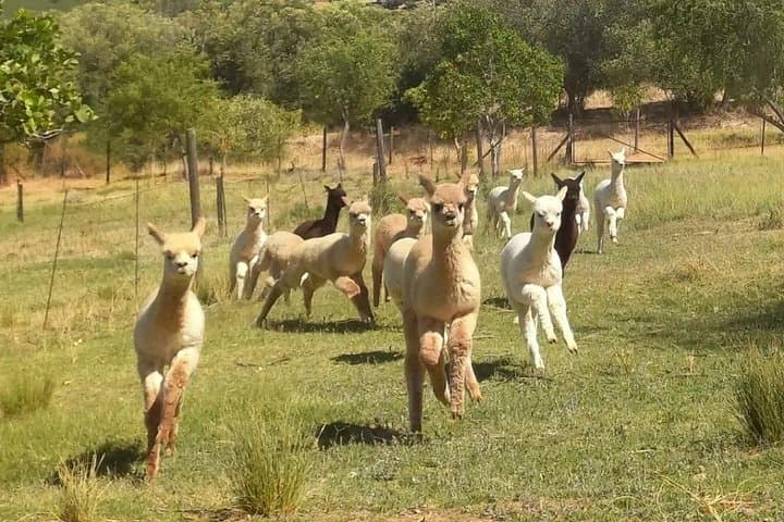 Private Western Cape Animal Farms Full-Day Tour from Cape Town photo 3
