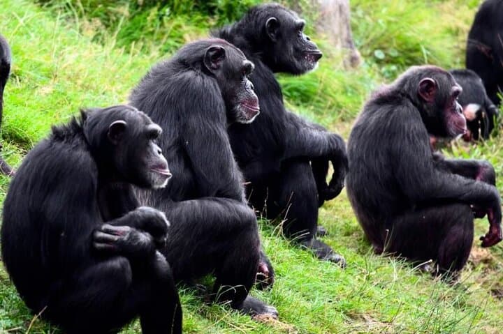 3-Day Ol Pejeta Conservancy Luxury Safari: Big Five, Chimpanzees & Mount Kenya Views