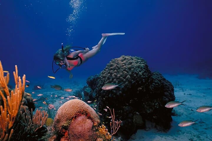 Three Fun Dives at Racha Yai & Racha Noi: Phuket Scuba Adventure for Certified Divers photo 3