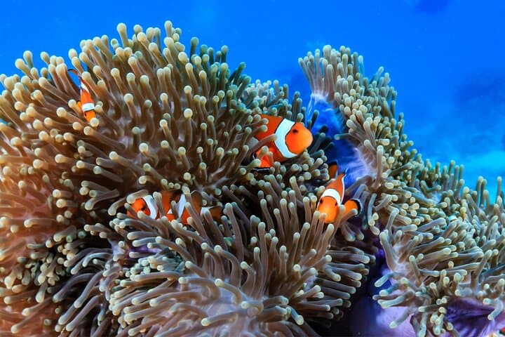 Three Fun Dives at Racha Yai & Racha Noi: Phuket Scuba Adventure for Certified Divers photo 4