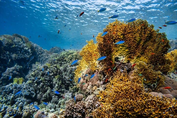 Three Fun Dives at Racha Yai & Racha Noi: Phuket Scuba Adventure for Certified Divers photo 5