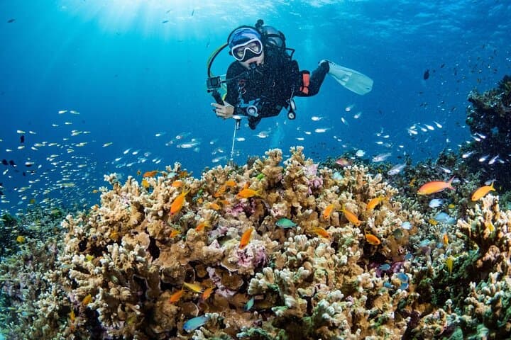 Three Fun Dives at Phi Phi Islands for Certified Divers — Day Trip from Phuket