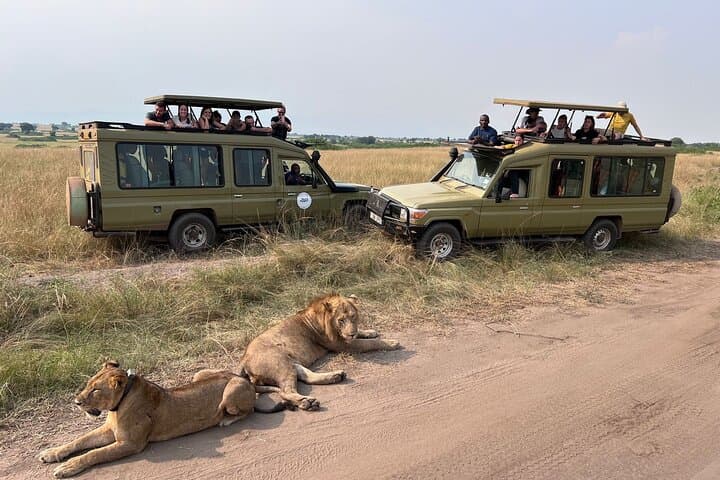 9-Day Uganda Big Five and Gorilla Trek: Budget Safari with Shoebill & Chimp Trekking photo 2
