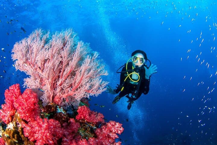 Three Fun Dives at Phi Phi Islands for Certified Divers — Day Trip from Phuket photo 6