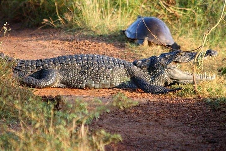 Wilpattu Jeep Safari and Anuradhapura Day Tour from Trincomalee — Wildlife, Stupas & Ancient Bo Trees photo 3