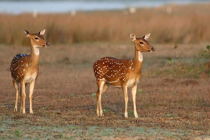 Wilpattu Jeep Safari and Anuradhapura Day Tour from Sigiriya: Wildlife, Ruins & Ancient Stupas
