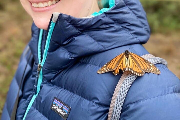 Monarch Butterfly Tour to Sierra Chincua and Angangueo — Full-Day Migration Experience