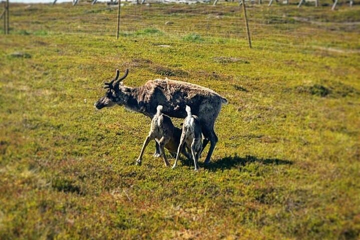 Private Sami Reindeer Encounter and Joik at Hammerfest photo 5