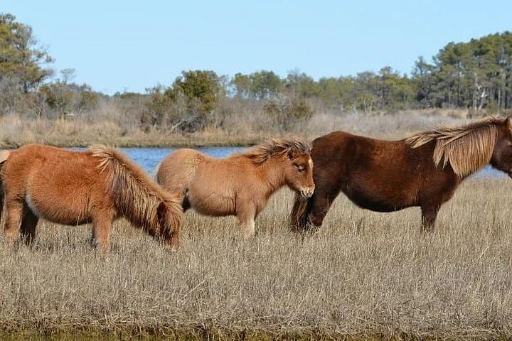 Private Assateague Pony Cruise from Ocean City: 1-Hour Skiff Charter photo 4