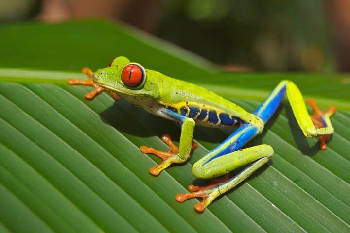 Tortuguero Three-Day Turtle Nesting, Canoe & Night Jungle Tour