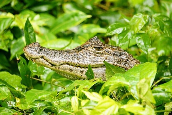 Tortuguero Turtle Nesting, Canoe Canals & Day Trails — A One-Day Wildlife Immersion photo 3