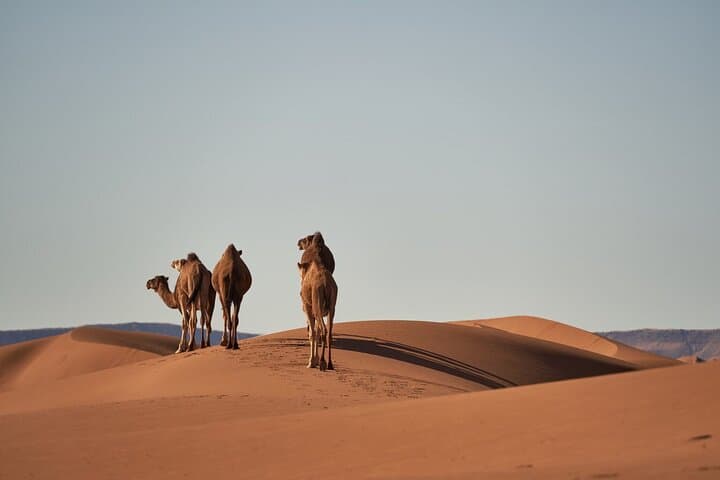 Morocco 8-Night Private Tour: Chefchaouen, Merzouga Dunes & Marrakech Hot Air Balloon
