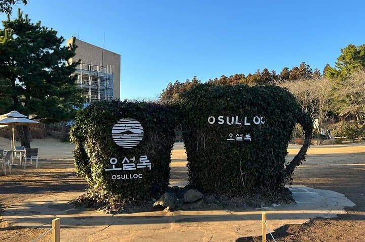 jeju-round-trip-transfer-to-osulloc-tea-museum