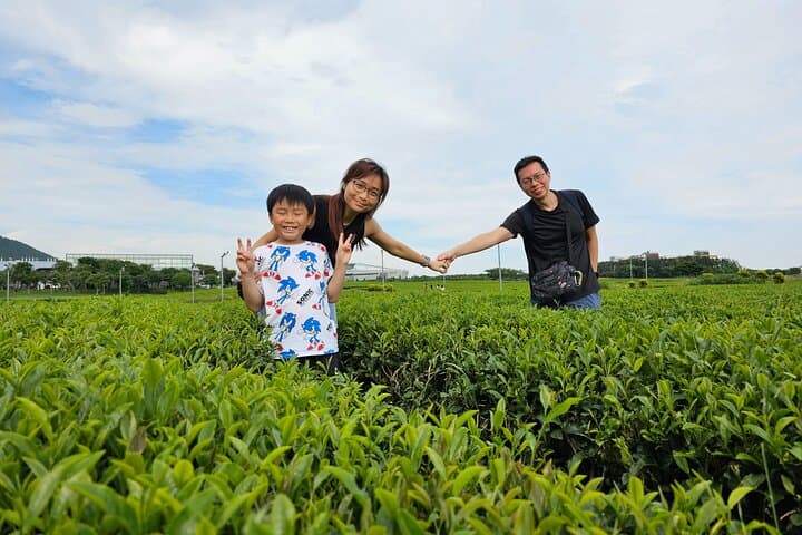 jeju-round-trip-transfer-to-osulloc-tea-museum photo 3