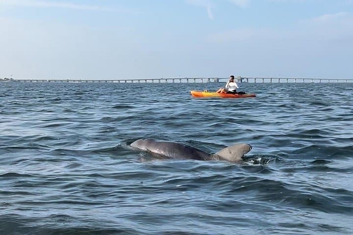 Sunset Kayak Dolphin Tour on Anna Maria Island — Bradenton Gulf Coast photo 2