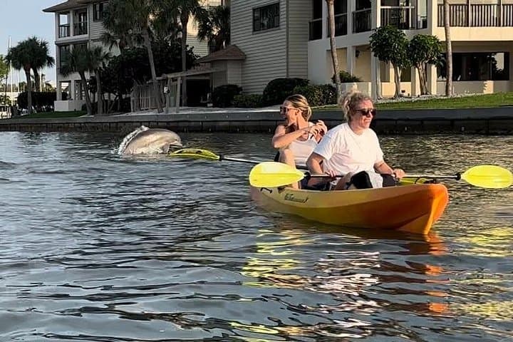 Sunset Kayak Dolphin Tour on Anna Maria Island — Bradenton Gulf Coast photo 3