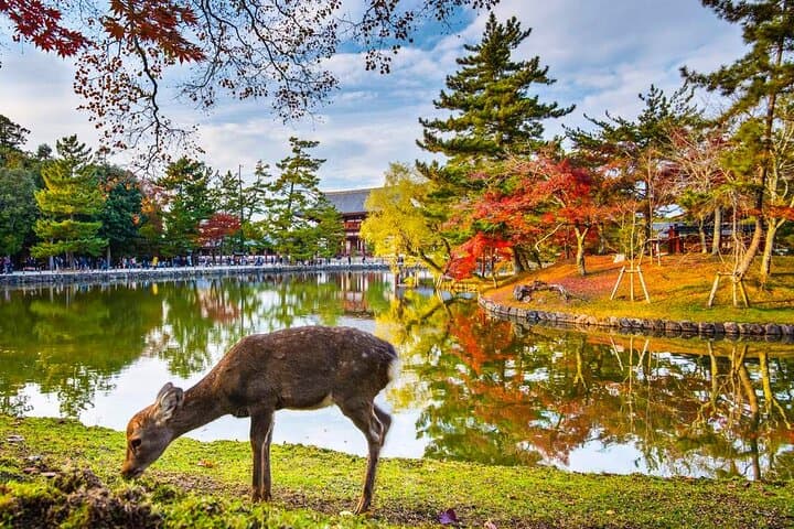 Customize Your One-Day Nara Tour: Deer, Todai-ji & Mount Wakakusa photo 4