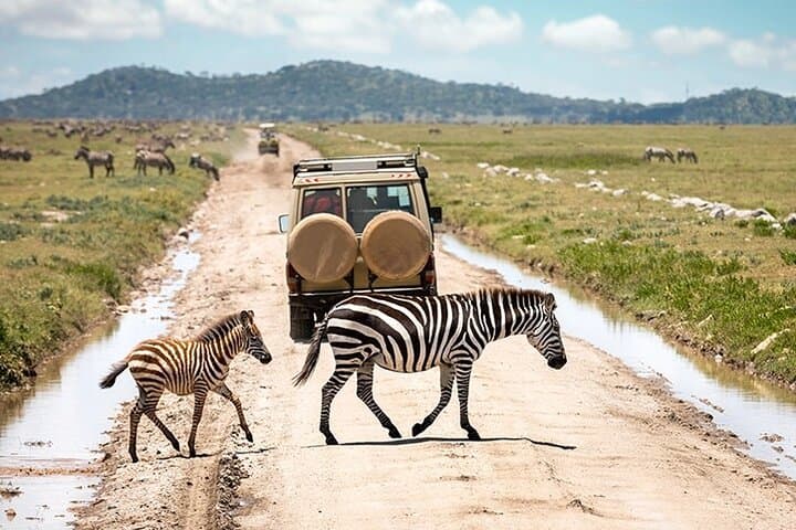 2-Day Safari to Tarangire & Lake Manyara from Zanzibar — Big Five Game Drives photo 5
