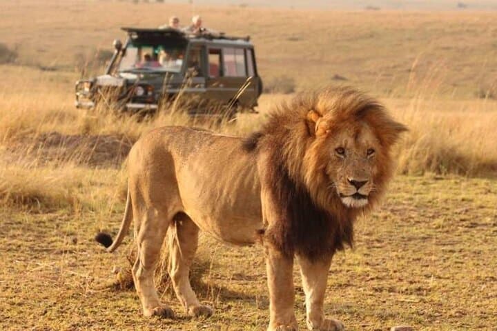 9-Day Kenya Classic Lodge Safari: Masai Mara, Amboseli & Tsavo photo 6