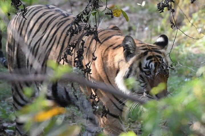 Jaipur to Ranthambore Day Safari — See Bengal Tigers on a Shared Safari photo 6