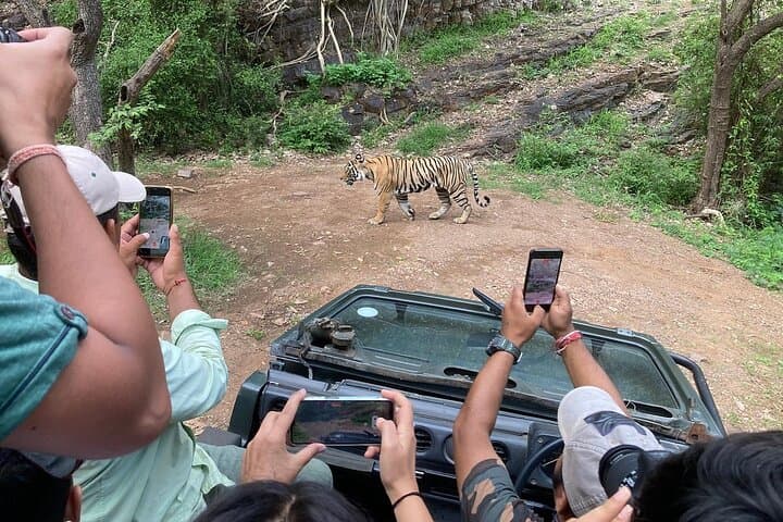 Jaipur to Ranthambore Day Safari — See Bengal Tigers on a Shared Safari photo 4