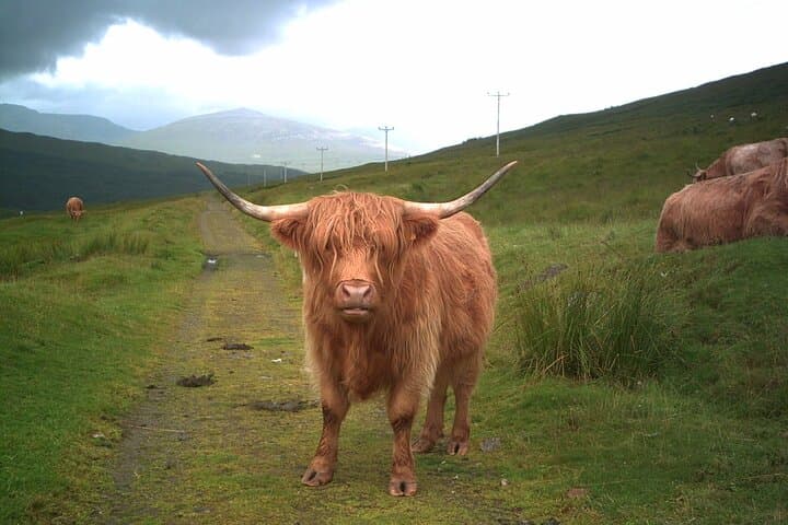 Edinburgh to Loch Ness & Glencoe: Private Highlands Day Tour photo 3