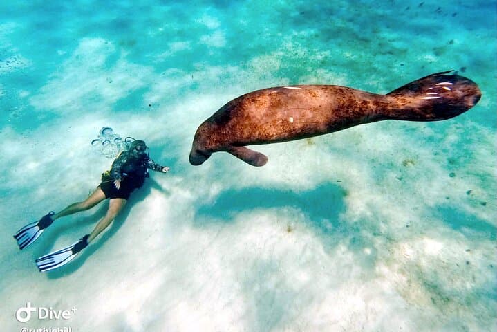 VIP Private 2-Tank Scuba Dive in Fajardo Reefs with PADI PADI Instructor photo 6
