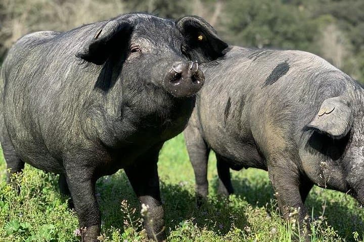 Genal Valley Iberian Pig Farm Tour & Tasting near Ronda photo 2