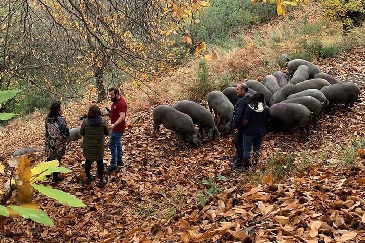 Genal Valley Iberian Pig Farm Tour & Tasting near Ronda photo 3