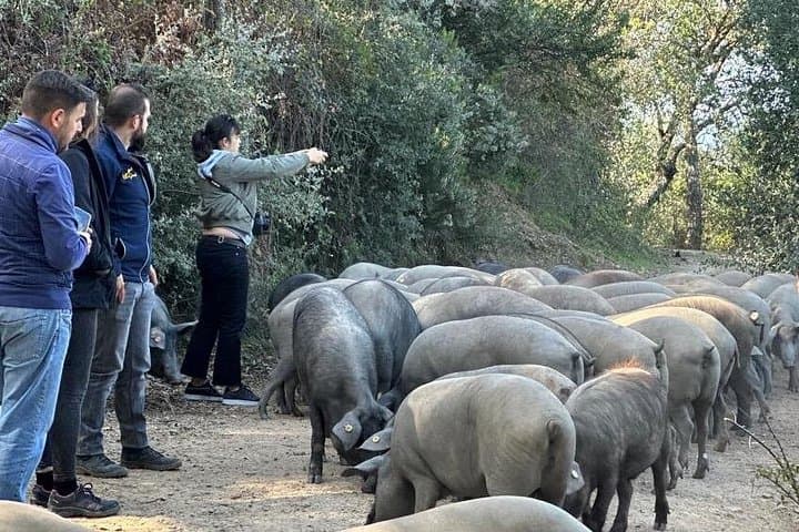 Genal Valley Iberian Pig Farm Tour & Tasting near Ronda photo 4