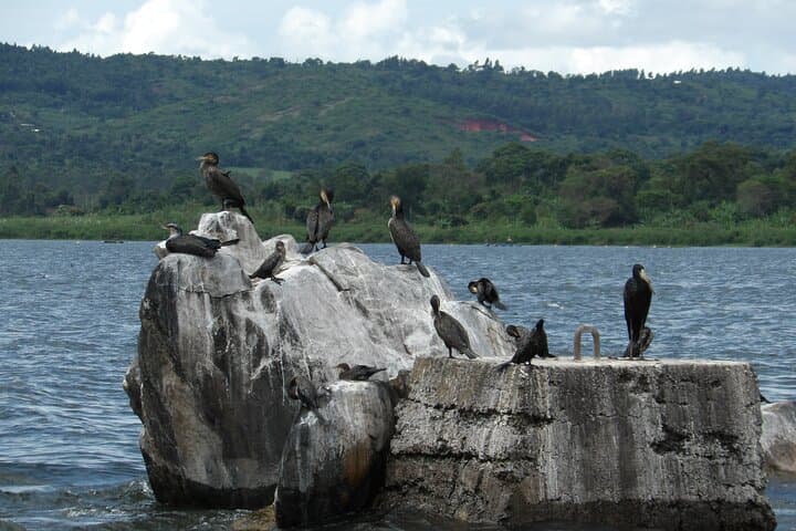 Day Trip to Jinja and the Source of the Nile: Sezibwa Falls, Mabira Forest & Boat to Zero Point photo 6