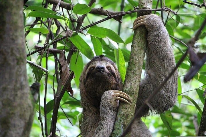 Tortuguero Turtle Nesting, Canoe Canals & Day Trails — A One-Day Wildlife Immersion photo 2