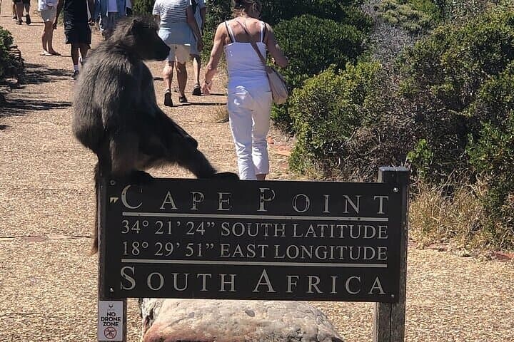Private Cape Peninsula Full-Day Tour: Penguins, Cliffs & Chapman's Peak Drive photo 3