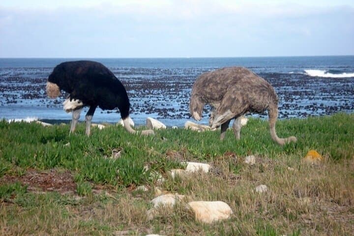 Private Cape Peninsula Full-Day Tour: Penguins, Cliffs & Chapman's Peak Drive photo 4