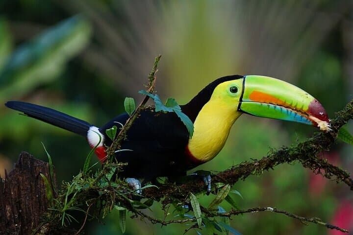 Tortuguero Turtle Nesting, Canoe Canals & Day Trails — A One-Day Wildlife Immersion photo 4