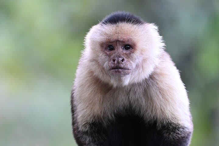Monteverde Cloud Forest Tour: Guided Natural History Walk in Costa Rica's Misty Reserve photo 2
