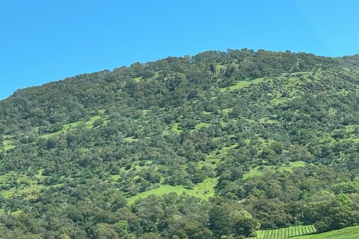 Private Napa & Sonoma Wine Tours: Half-Day Tasting in Napa Valley photo 6