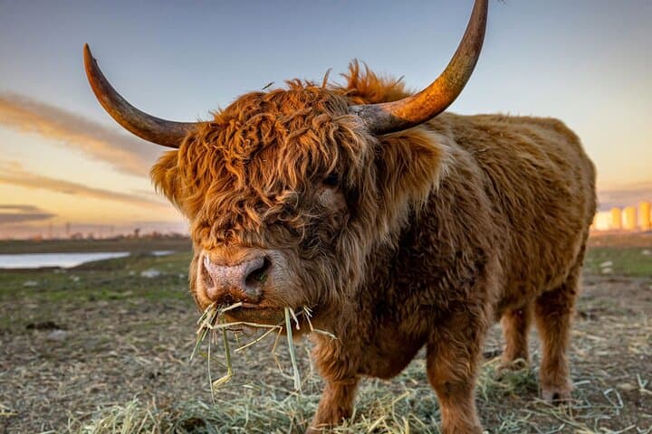 Highland Lochs and Castles: Day Tour to Oban & Glencoe from Glasgow