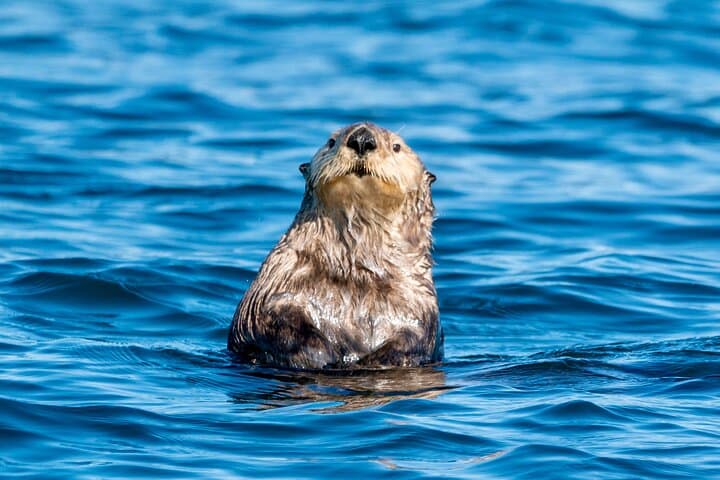 Sitka Private Wildlife Charter: St. Lazaria & Mt. Edgecumbe Scenic Cruise photo 3