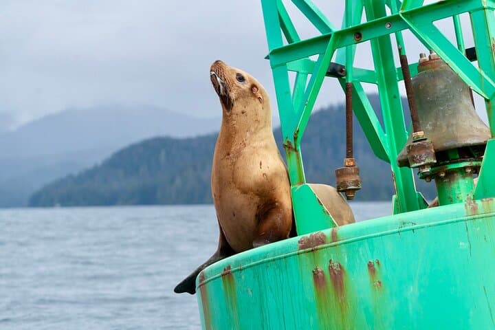 Sitka Seabird & St. Lazaria Private Charter — 3-Hour Eco Tour photo 6