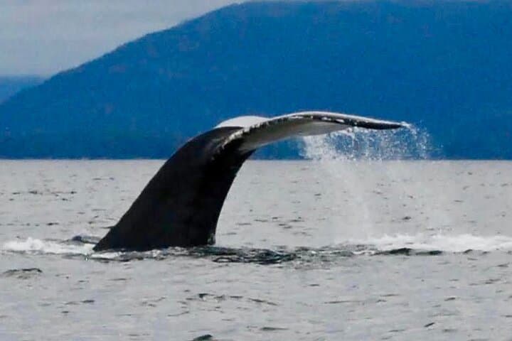 Sitka Eco-Friendly Catch-and-Release Private Fishing Charter photo 6