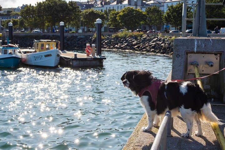 Howth Heritage Walk: Ancient Paths, Lighthouse Views & Gun‑Running Stories photo 5