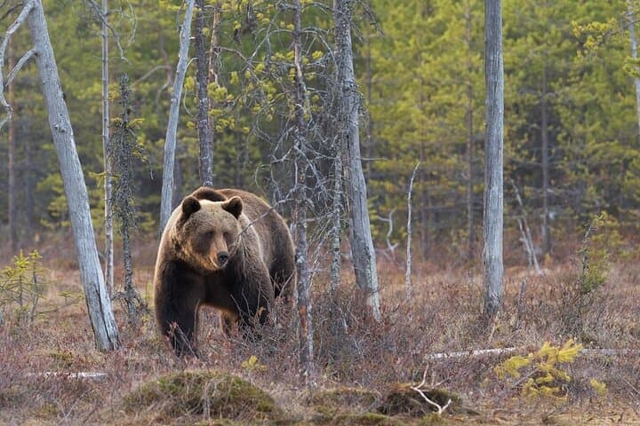 Grand Teton Wildlife Day Tour: Private Guided Photo and Nature Expedition photo 3