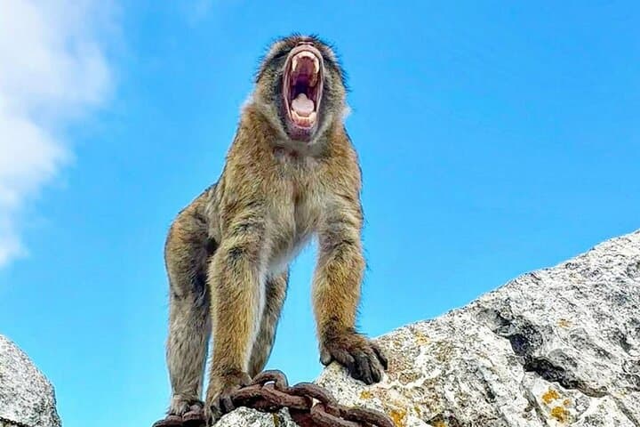 Gibraltar Private Day Trip from Malaga: Monkeys, Caves & Great Siege Tunnels photo 4