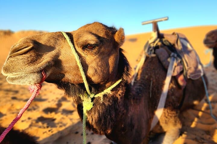 Erg Chebbi Overnight: Luxury Desert Camp & Camel Ride from Merzouga photo 4