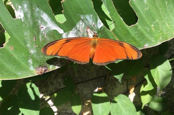Monteverde Butterfly Gardens Tour: Up-Close Insectarium Experience photo 4