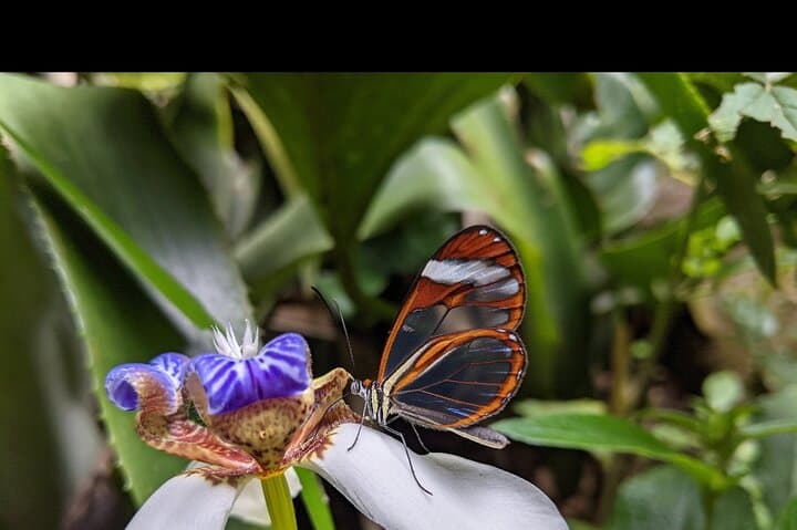 Monteverde Butterfly Gardens Tour: Up-Close Insectarium Experience photo 5