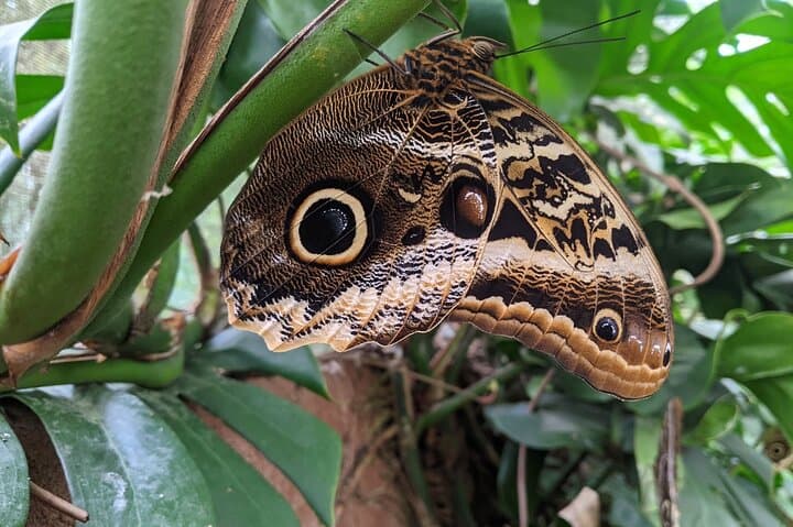 Monteverde Butterfly Gardens Tour: Up-Close Insectarium Experience photo 6