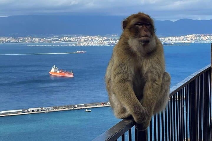 Gibraltar Private Day Trip from Seville — Monkeys, Caves & Great Siege Tunnels