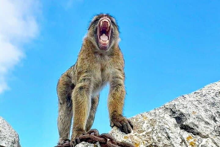 Gibraltar Private Day Trip from Seville — Monkeys, Caves & Great Siege Tunnels photo 4